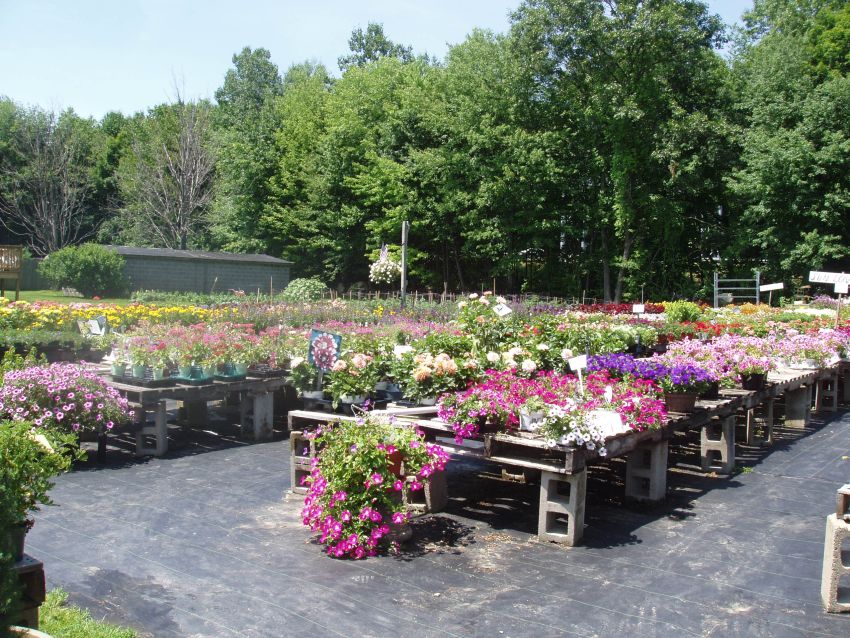 Annual flower flats at Depot Farm Stand, Garden Center, and Gift Shop, Merrimack, NH